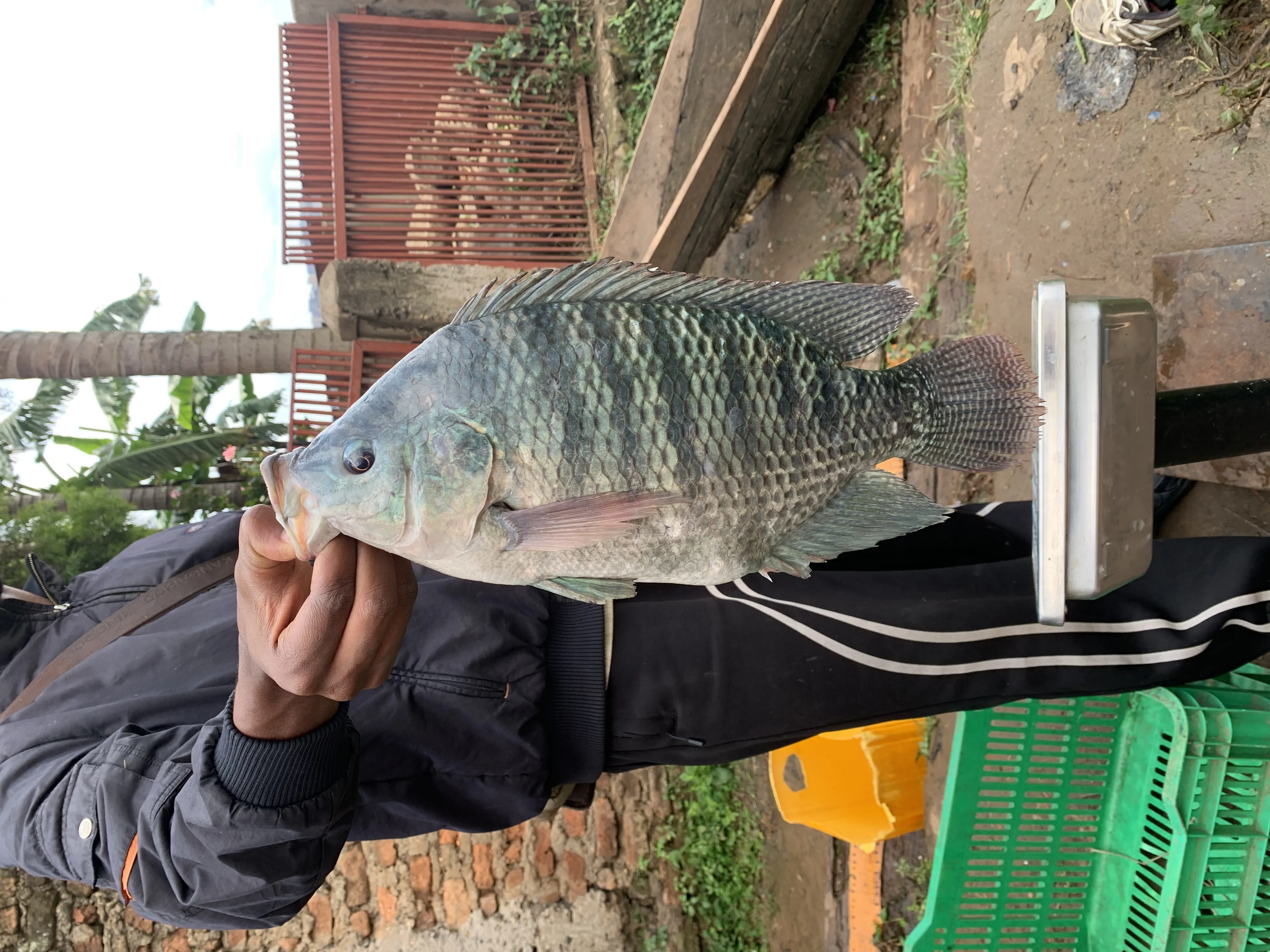 Poisson za lac